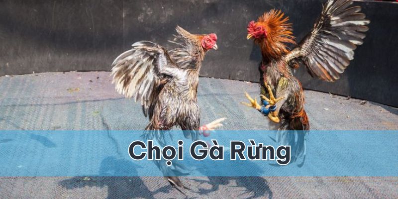 chọi gà rừng